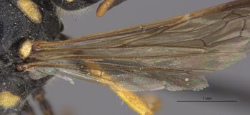Media type: image;   Entomology 13780 Aspect: Wing hind
